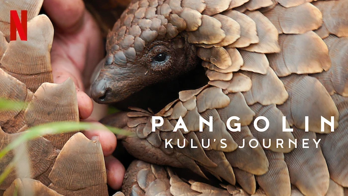 Pangolin: Kulu’s Journey