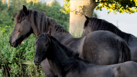 Watch Foal O'Clock. Episode 5 of Season 3.