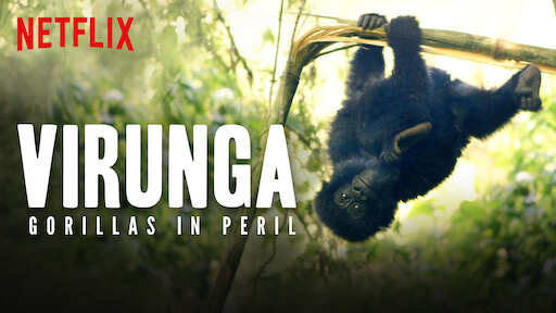 Virunga: Gorillas in Peril